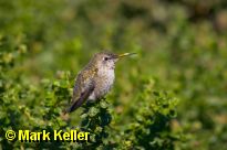 CRW_4888 * Hummingbird